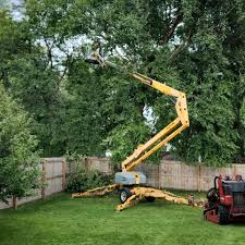 Best Tree Disease Treatment  in Moreno Valley, CA